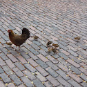 Chicken