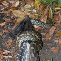 Carpet Python