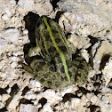 Marsh frog