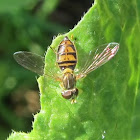 Hover Fly