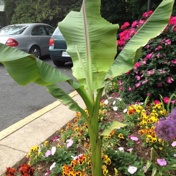 Spotting Image 1