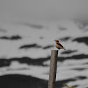 Northern Wheatear or Steinskvett