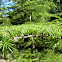 Atlas Cedar