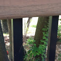 Grass-carrying wasp nest