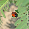 Seven Spotted Lady Beetle