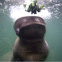 Hippo