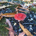 Fungus