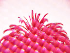 synthetico