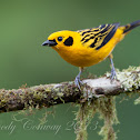 Golden Tanager