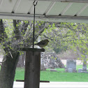 American Goldfinch