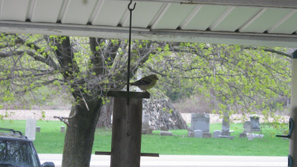 Spotting Image 1