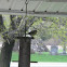 American Goldfinch