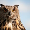 Eurasian Eagle-owl