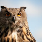 Eurasian Eagle-owl