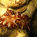 Nudibranch sp.