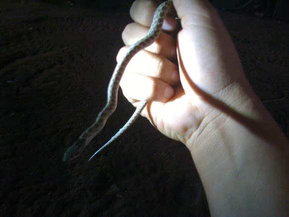 Spotting Image 1