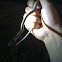 Gopher Snake