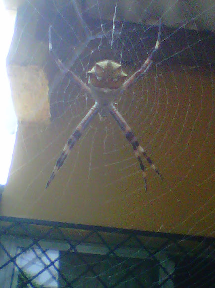 Spotting Image 1