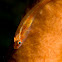 Pygmy goby