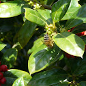 Western Honey Bee