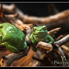 Waxy monkey frog