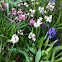 Hyacinth