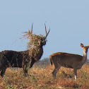 Javan Rusa Deer