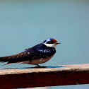 White-throated Swallow