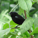 Black flowerpiercer