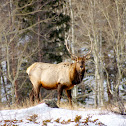 Rocky Mountain Elk