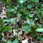 North Carolina Galax