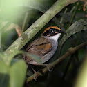 Black-cheeked Gnateater