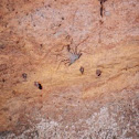Tail-less Whip scorpion