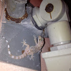 Mediterranean house gecko
