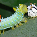 Promethea larva