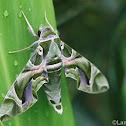 Oleander Hawk Moth