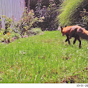 Red Fox