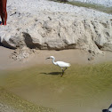 Snowy Egret