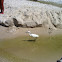 Snowy Egret
