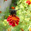 Carpenter bee 
