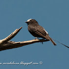 Yetapá negro (Long-tailed tyrant)