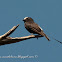 Yetapá negro (Long-tailed tyrant)