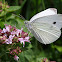 Small White