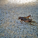 Cricket