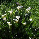 Cala Lily