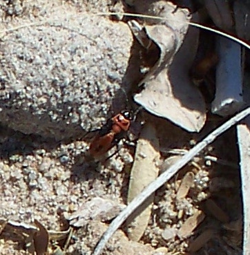 Spotting Image 1