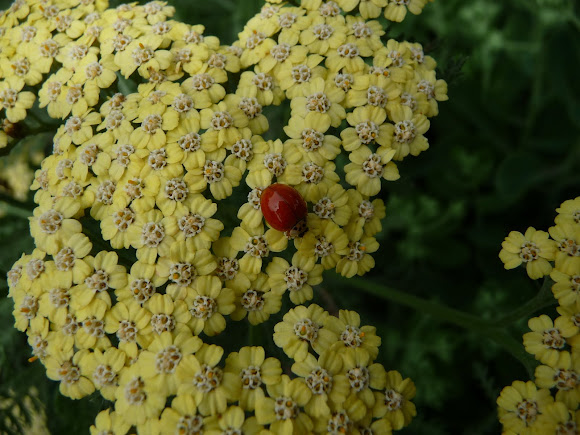 Spotting Image 1