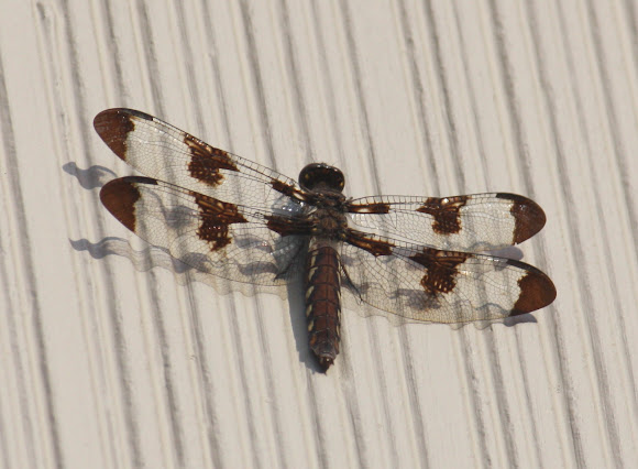 Spotting Image 1