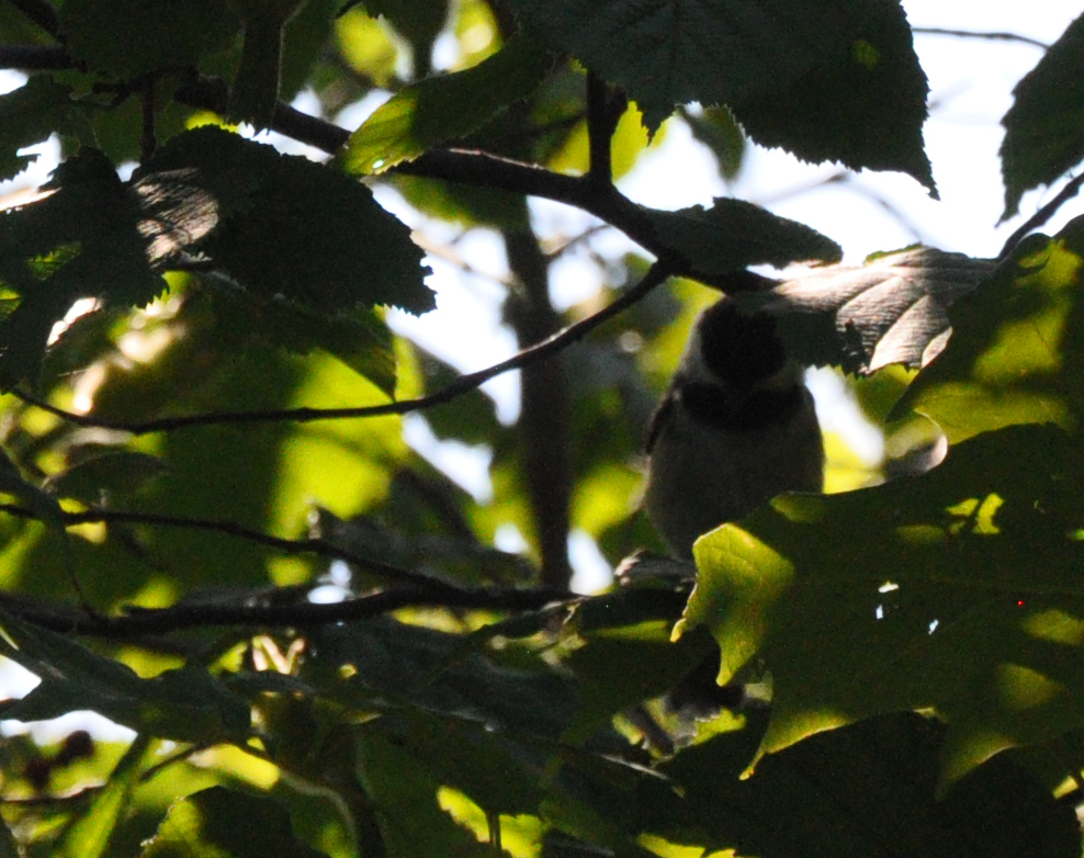 Black-capped Chickadee