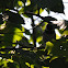 Black-capped Chickadee